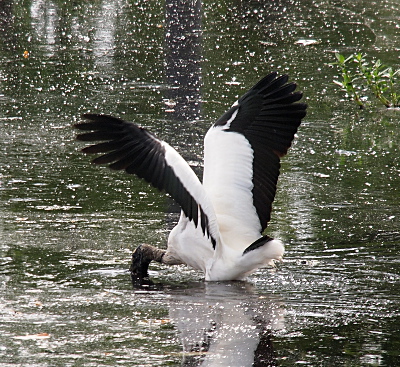 [The wood stork's legs are completely submerged in the water. Its wings are open directly above its back as it leans forward in the water. The black flight feathers are clearly visible.]